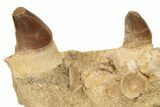 Fossil Mosasaur Jaw Section with Two Teeth - Morocco #192507-4